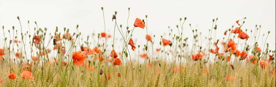 banniere-coquelicot